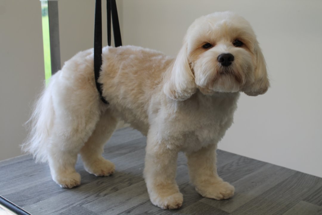 Elderly dog